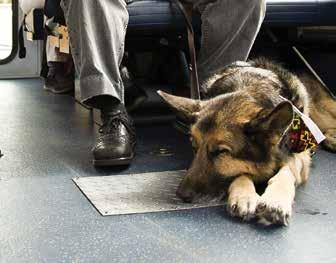 Destinations RIDE Service animals Service animals are dogs that are specially trained to help individuals with disabilities. Service animals are distinct from pets and security dogs.