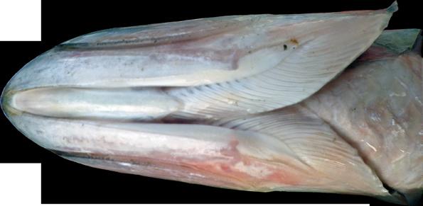 vây đuôi caudal-fin base