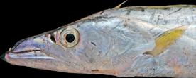 6a. Thân cá dài như lươn, có hình dạng như ruy băng; không có vây bụng Body greatly elongate, eel-like, pipefish-like or tapering
