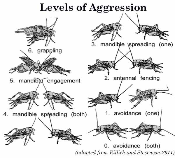 The figure to the right illustrates the levels of aggression of male crickets. The fighting arena was cleaned thoroughly with 70% ethanol after each condition in order to remove all pheromones.