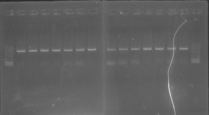 Target fragment of cyochrome b gene in this studi amplified by PCR individu M