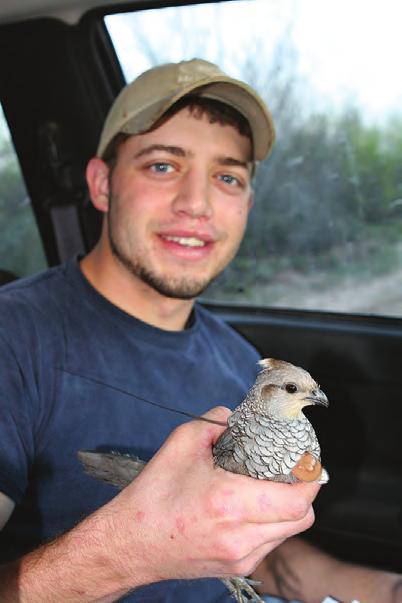 Quail Research In South Texas: A Legacy Spanning Four Generations By Leonard A. Brennan, Fidel Hernández, Eric D. Grahmann and Fred C.