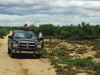 Graduate research assistant Kelsey Davis attempts to locate a radio-marked scaled quail in Dimmit County.