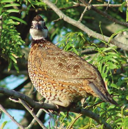 Male bobwhite roosting in a mesquite tree during middle of the day.