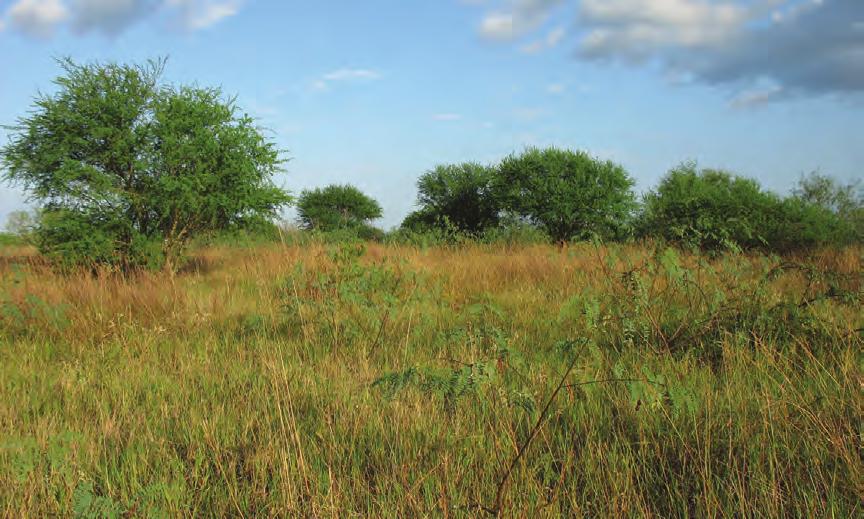 Bobwhite habitat is the key to bobwhite conservation.