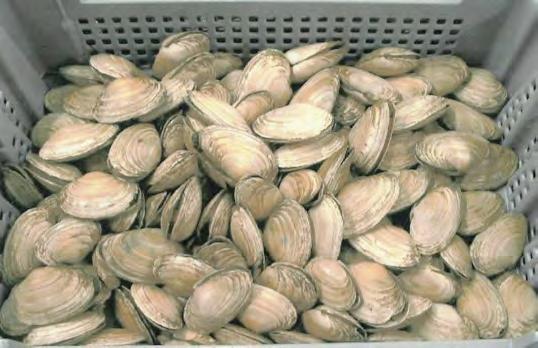 has grown steadily and is becoming a significant industry in New England. Successful spawning and rearing of softshell clams, like all bivalve mollusks, requires effort and experience.