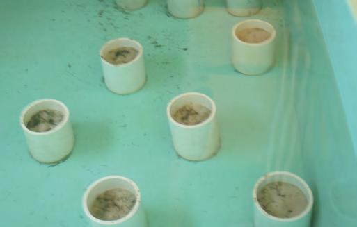 These are placed into clam sandwiches, (Figure 4) and held indoors, in 700 L tanks supplied with ambient flowing seawater for two weeks prior to conditioning.