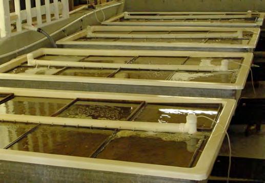 Figure 11. Tanks and wooden trays are used at DEI to facilitate metamorphosis of larval clams. upon size rather than by date of spawn.