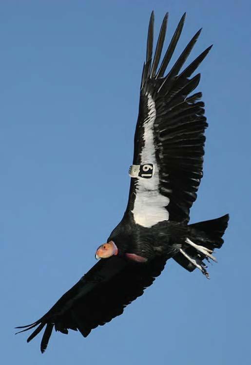 Condors Highly susceptible to small
