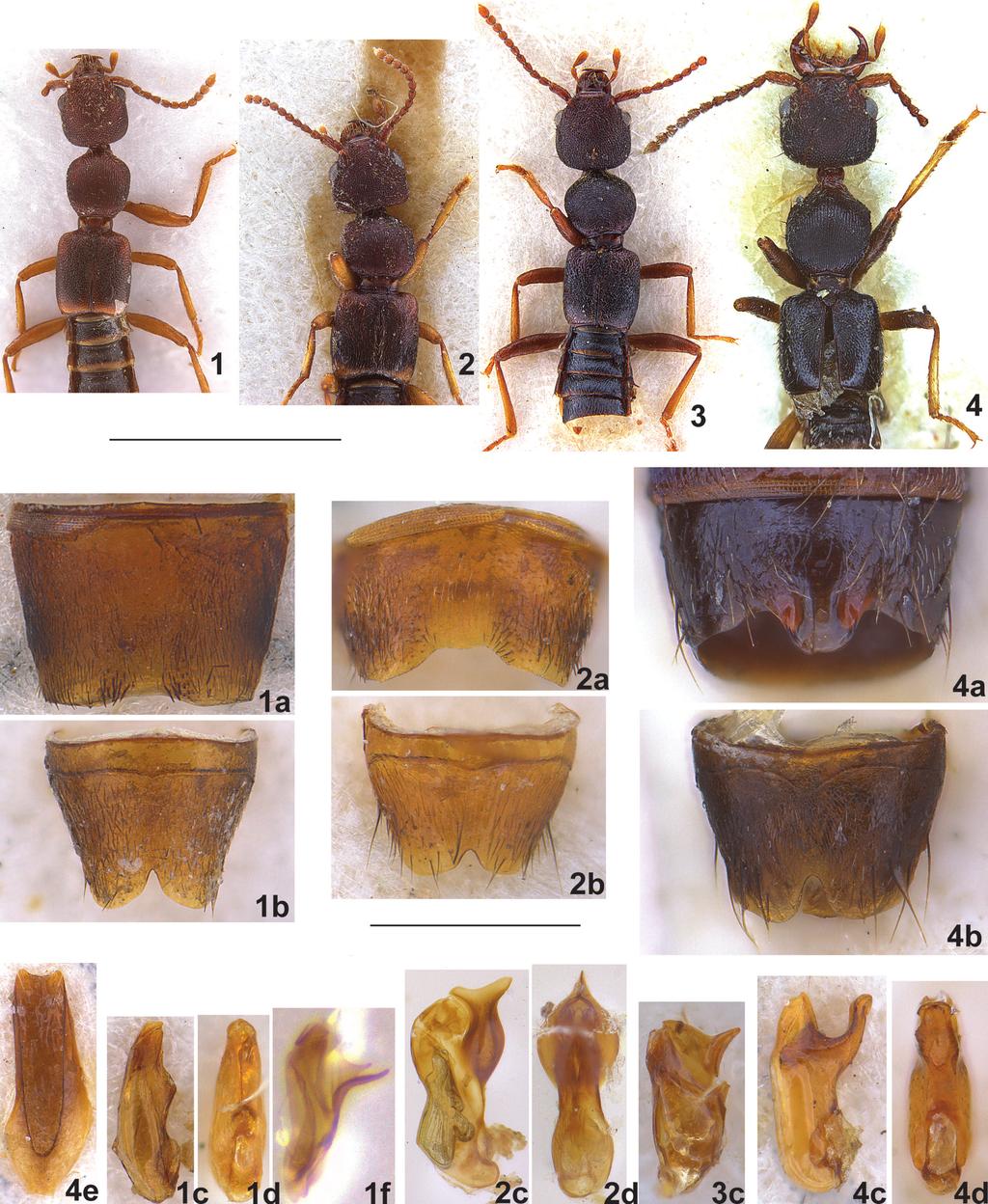 DE ROUGEMONT, THREE NEW SPECIES OF MEDOME CAMERON 133 Figs. 1 4. Medome spp.