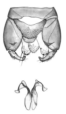 TrabC n5 27/7/04 12:21 PM Page 52 52 Rev. Soc. Entomol. Argent. 63 (1-2), 2004 0.03 mm 25 26 Figs. 25-26: Palpomyia guarani Lane, adult male. 25. genitalia (parameres removed); 26. parameres.