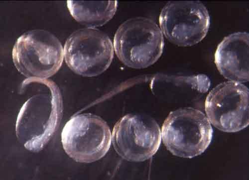 By knowing the developmental stage of the eggs and something about the water currents in the area, we can