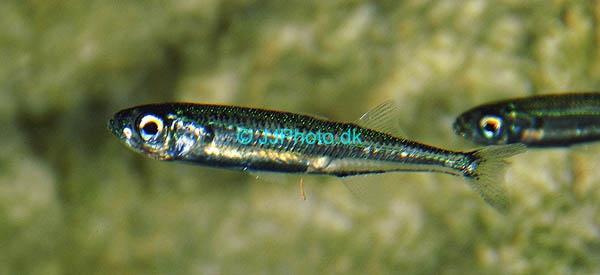 (approximately 1/3 of body length), there is a single row of melanophores