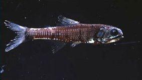 The family Myctophidae (lanternfishes) is divided into two tribes. This division is well supported by adult characters.