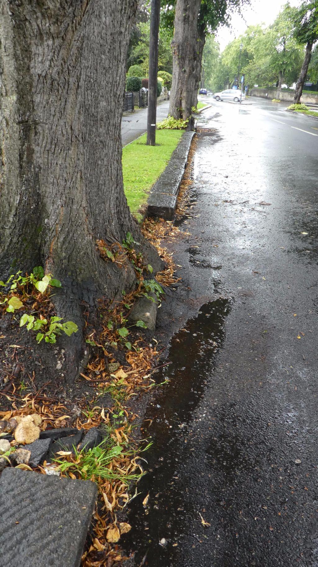In a farcical attempt to pretend that there is a rational excuse for felling large numbers of healthy mature street trees, Amey, the Streets Ahead Contractor, has claimed that tree roots that