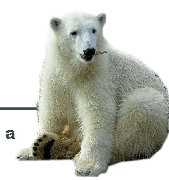 I will reduce my greenhouse gas emissions and protect polar bears and the Arctic sea ice they depend on by: