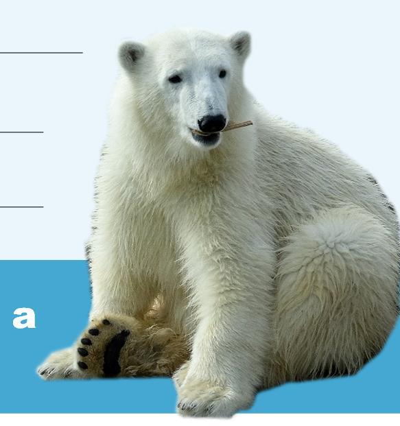 I will help save and protect polar bears and their Arctic habitat by: