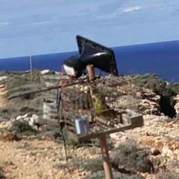 The EU immediately started an infringement procedure asking the Maltese Government to justify how the practice could abide by the Birds Directive.