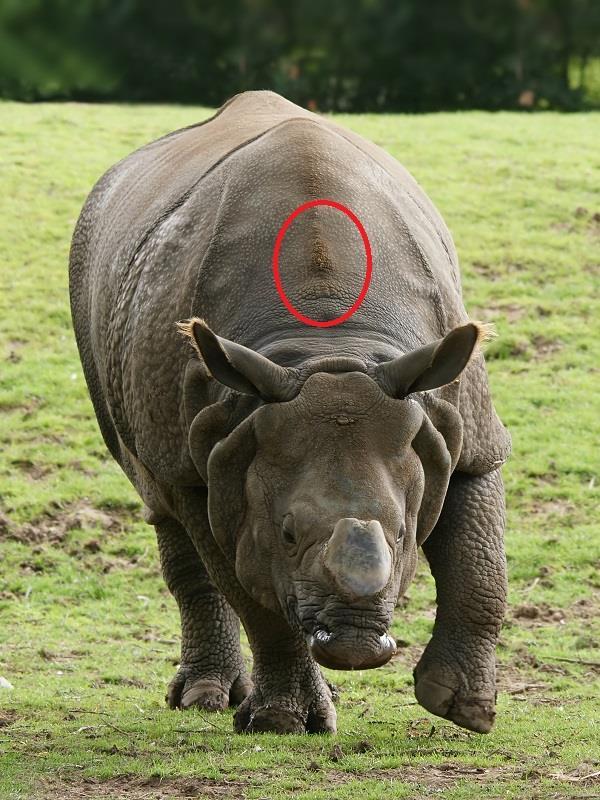 Indian rhino with small hyperceratosis in