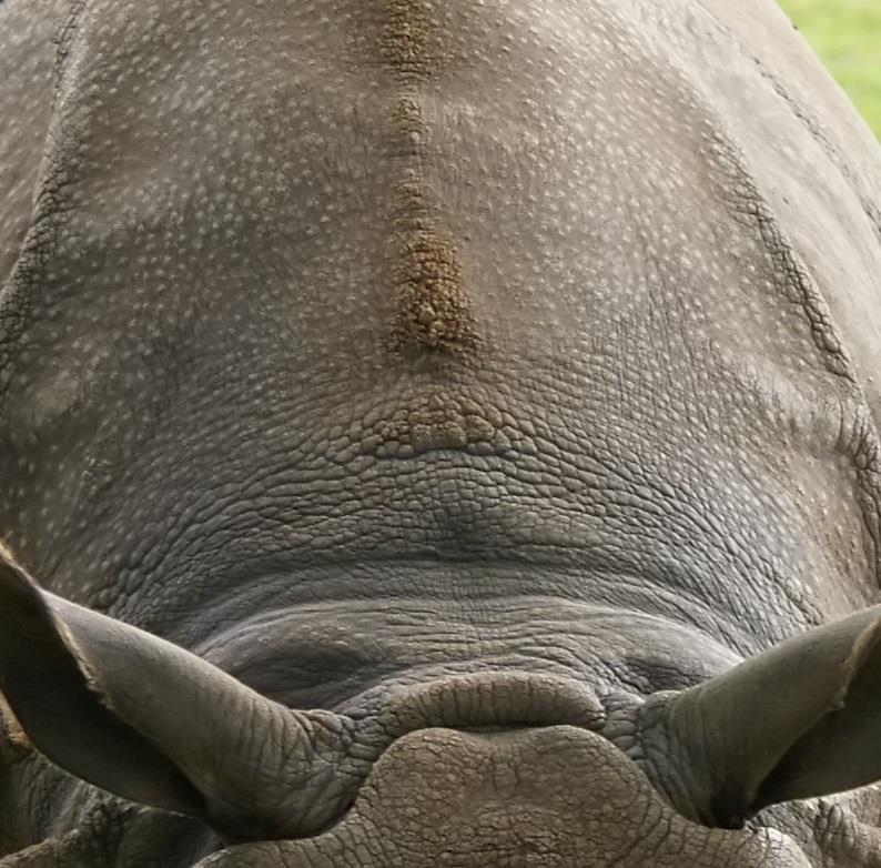 Another detail photo: Indian rhino with hyperceratosis in shoulder area This small areas of excessive skin growths are however still far away from something like a horn, not to mention a twisted