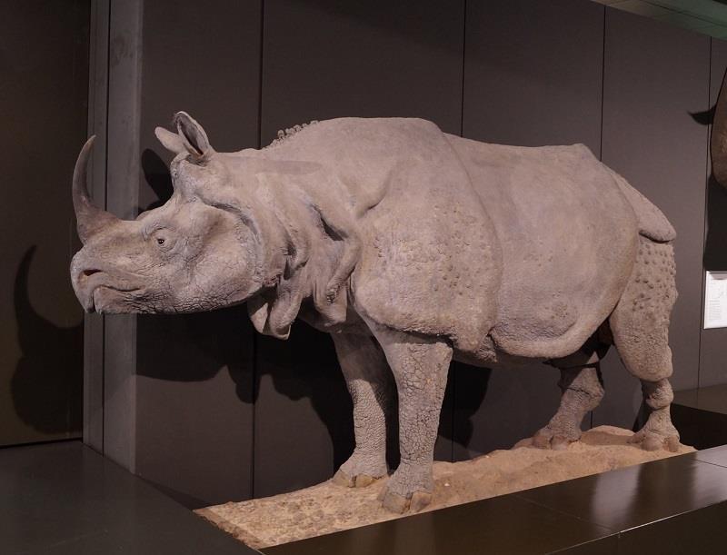 Indian Rhino, Zoological Collection Hamburg.