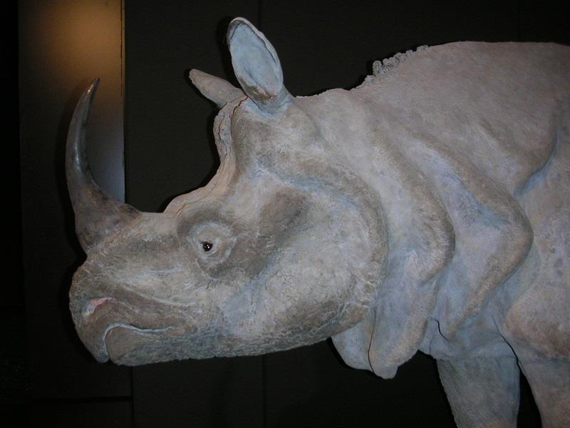Indian rhino with