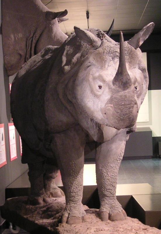 Another photo of the rhino which I took in a more frontal view: Indian