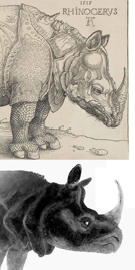 The twisted horn of the Rhinocerus is clearly a product of artistic freedom, but the horn-and boss-like structures, which really are present in some individual rhinos, show that it was not just a