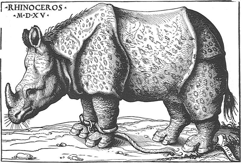 even really closer to the life appearance of an Indian rhino than the woodcut by Dürer.