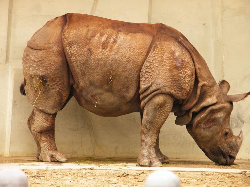 Indian Rhino form Wikimedia Commons The arrangment of the various skin wrinkles is in the main quite close to the real animal.