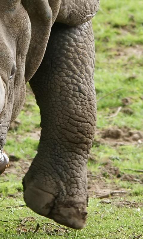 Indian Rhino leg skin detail, modified image form Wikimedia Commons So even if the scales on the legs of the Rhinoceros