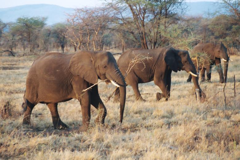 FUTURE DIRECTIONS This report presents information about the factors that contribute towards climate-change vulnerability and resiliency for a number of large African large mammalian species.