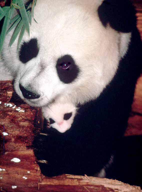 Pandas YOUR ADOPTION UPDATE PANDA SCHOOL