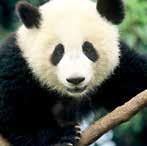 GIANT PANDA PROGRAMME, WHICH YOUR ADOPTION SUPPORTS QINLING MOUNTAINS, SHAANXI PROVINCE CEN TR A L CHINA Visitors enjoy the