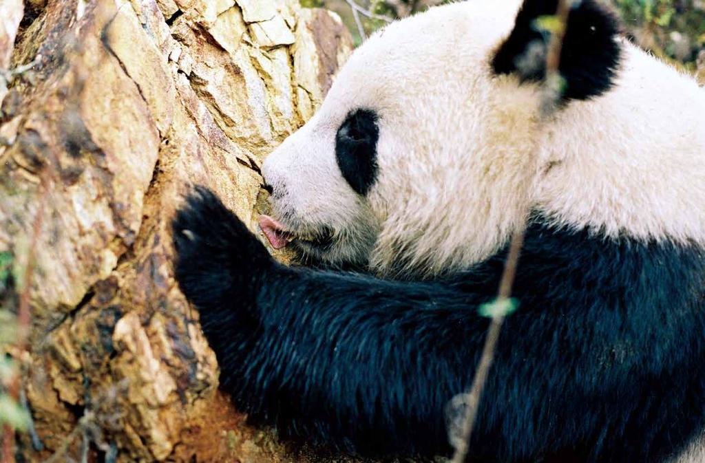 FOR THE L VE OF PANDAS C limate change threatens everything we love, and many species and habitats are already feeling its impact.