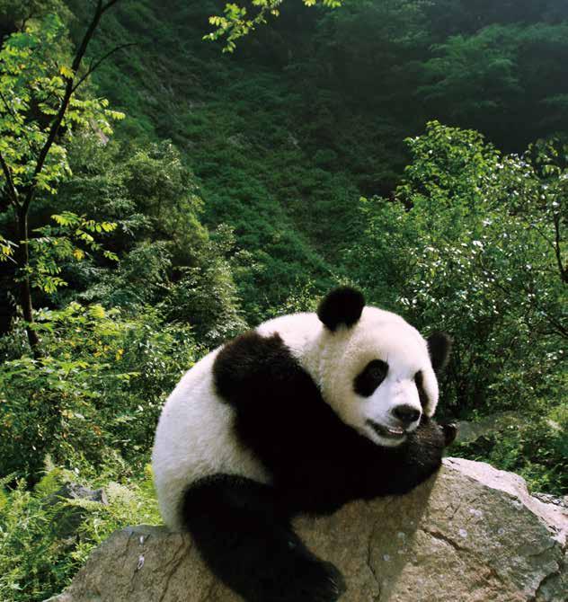 As well as helping to safeguard giant pandas, your adoption supports our other vital work to help protect our beautiful planet and its wildlife. Thank you.
