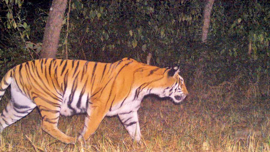 IGERS YOUR FIELD REPOR COMPILED BY SBI MLL FROM WWF-NEPL S IGER EM, WHOSE WORK YOU RE SUPPORING You ve chosen a wonderful name for one of the tigers of Khata