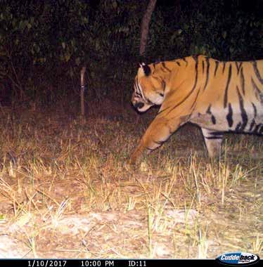 We also have new camera trap images of Dalla, the mighty male tiger, and we think he could be following Sushma.