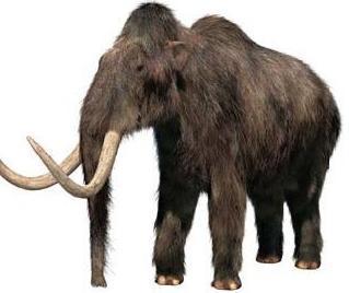 North American Extinctions 15,000 to 10,000 ya -- 85% of large mammals went extinct in North America- coincided with H.