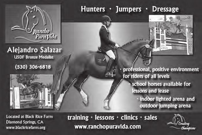 25K. Pleasanton kellrusso21@gmail.com 949/682-6527 LEO is a 2008, 18H, beautiful bay gelding who is currently schooling second level dressage with potential for more. Gaits are easy to sit.