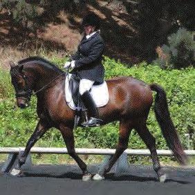 CLASSIFIEDS CLASSIFIEDS HORSES HORSES HORSES WINNING FEI 9 year old mare Love Potion. Showing I1, schooling GP. Suitable for amateur or professional. In training with Hilda Gurney. https://www.