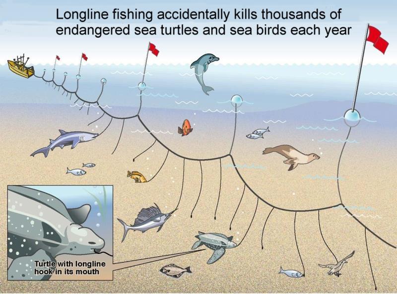 Circumventing quota restrictions Destructive fishing gear http://www.afma.