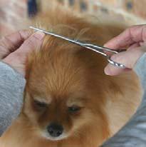 There are several useful videos by professional Pomeranian Breeders that demonstrate techniques of show cuts. This article is for education purpose only.