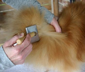 I then blow dry the Pom - brushing all the hair in an upward motion towards the head with a soft slicker brush. You can get special dryers for dogs - I use a Metro Airforce Commander Blaster dryer.