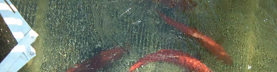 Adult Salmon in Henshaw Creek,