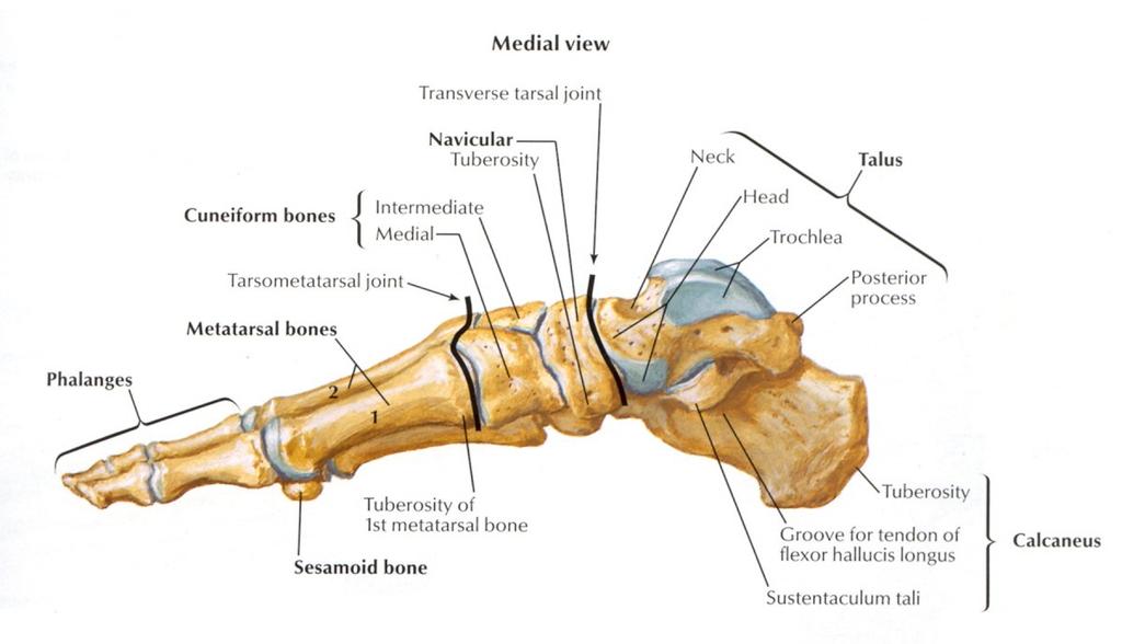 Chapter 2 literature Review Figure 1: The right foot demonstrating the hind, mid and forefoot (Netter, 1999:489).