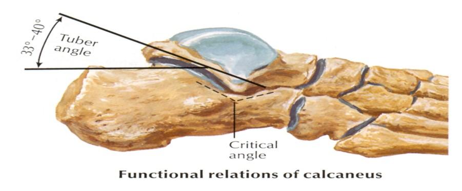 Chapter 2 literature Review Figure 3: The subtalar and talocalcaneonavicular joints (Netter, 1999:490) The talocalcaneonavicular (TCN) joint is a combination of the subtalar joints and talonavicular