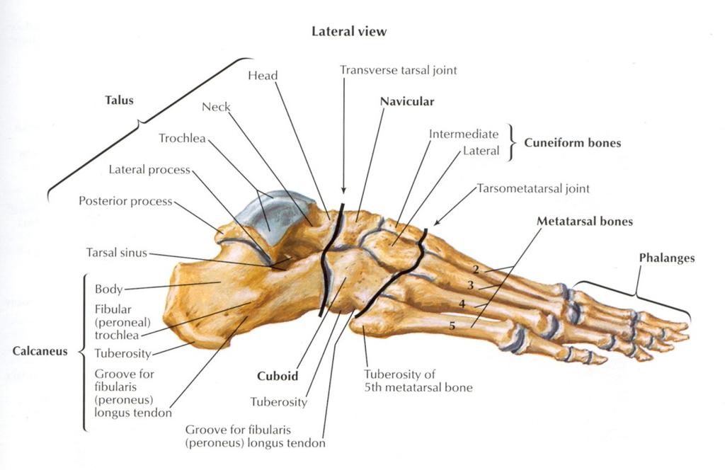 Chapter 2 literature Review Figure 4: Lateral aspect of the foot showing the transverse tarsal joint (Netter, 1999:489).