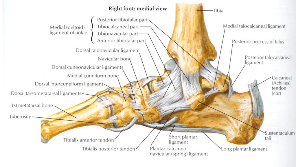 Chapter 2 literature Review Figure 6: Ligaments supporting the articulations of the foot (Netter, 1999:491) Although the gastrocnemius and soleus muscle (Figure 7), often referred to as the calf