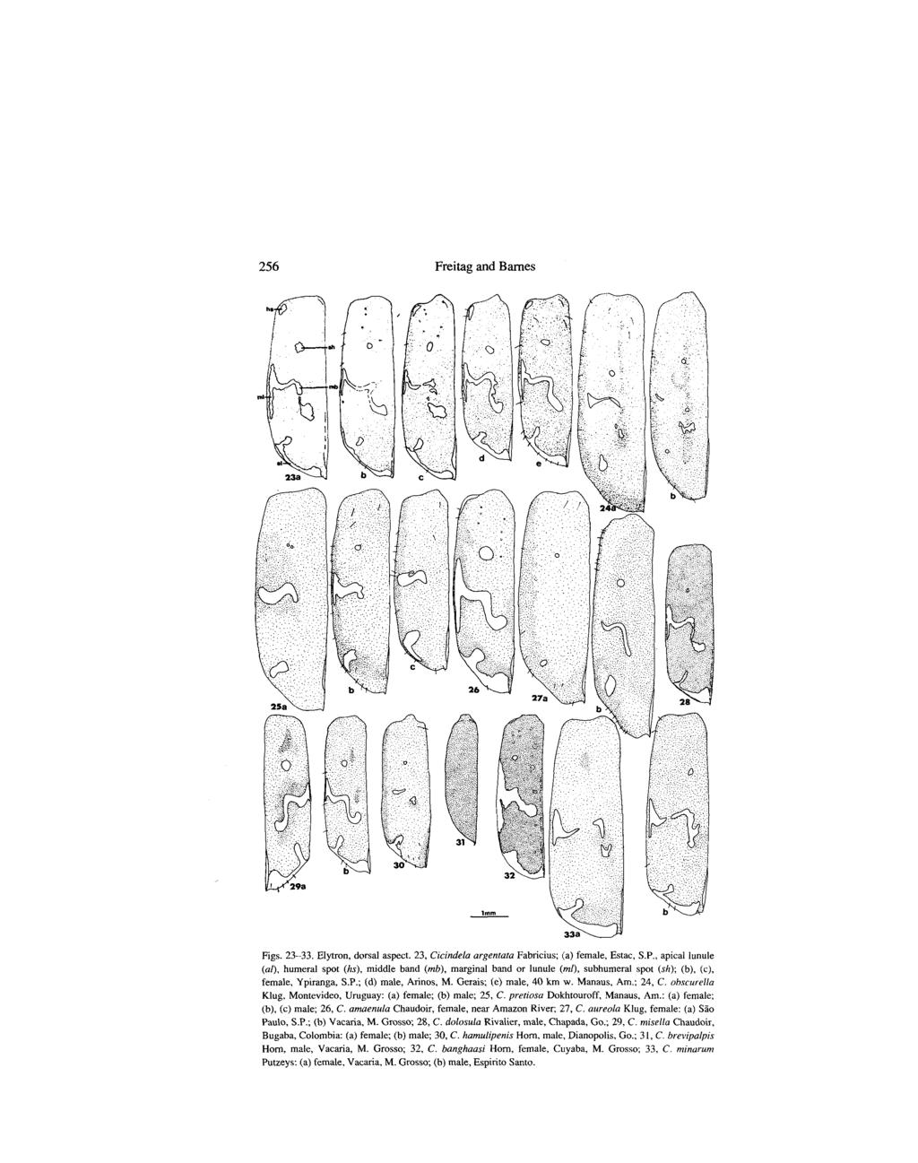 256 Freitag and Barnes Figs. 23-33. Elytron, dorsal aspect. 23, Cicindela argentata Fabricius; (a) female, Estac, S.P.